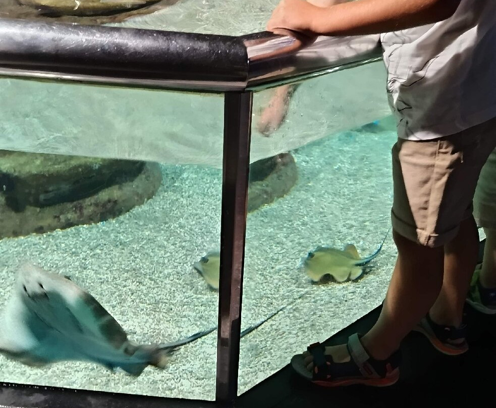 Aquárium Costa de Almería-滨海罗克塔斯必去景点