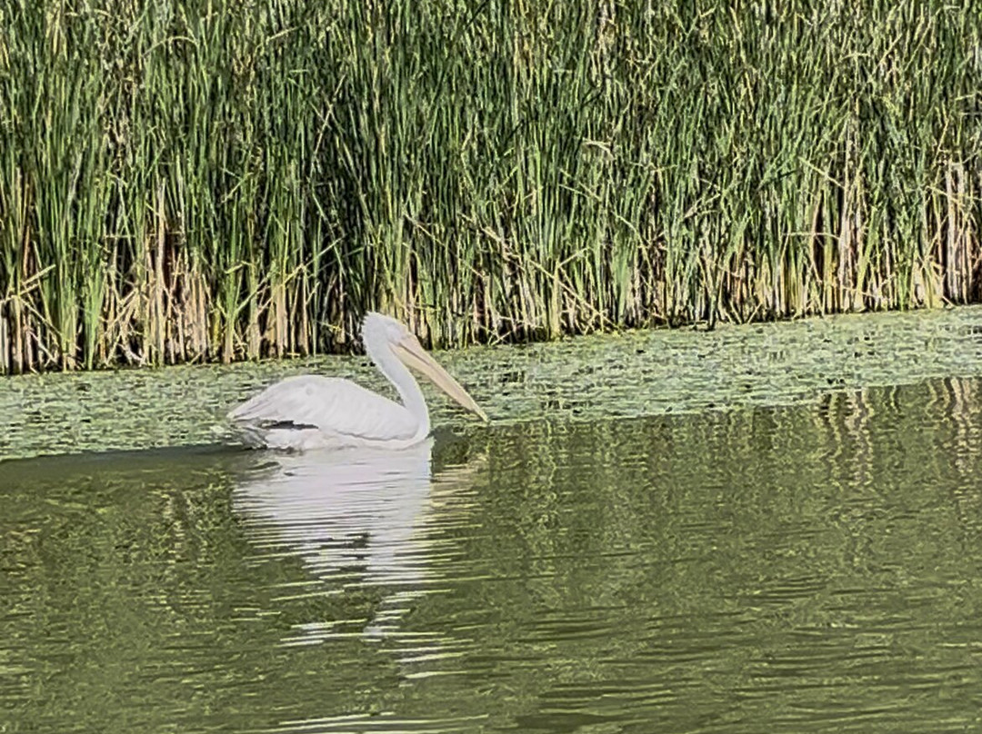 Tours in Delta with John-Crisan必去景点