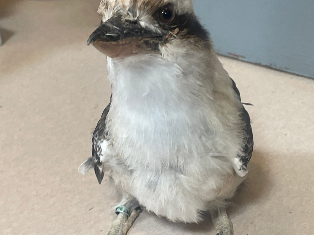 Bornholms Rovfugleshow-罗纳必去景点