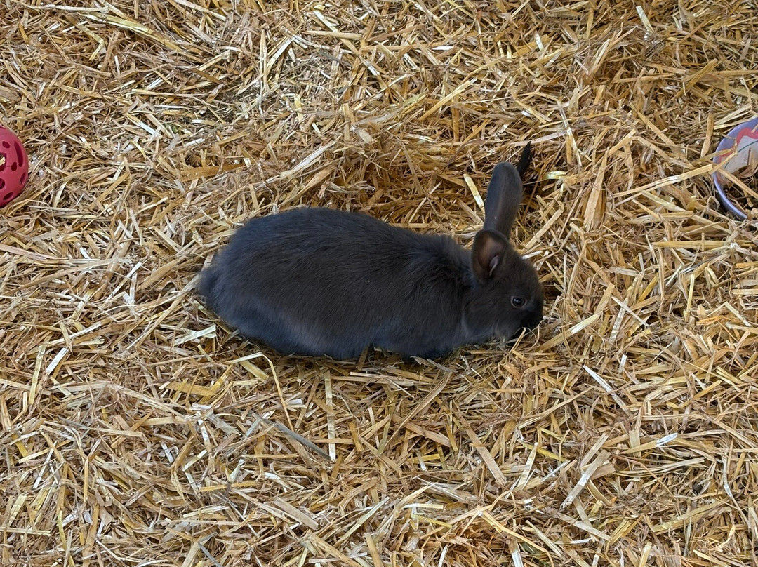 Tostock Animal Park-Tostock必去景点