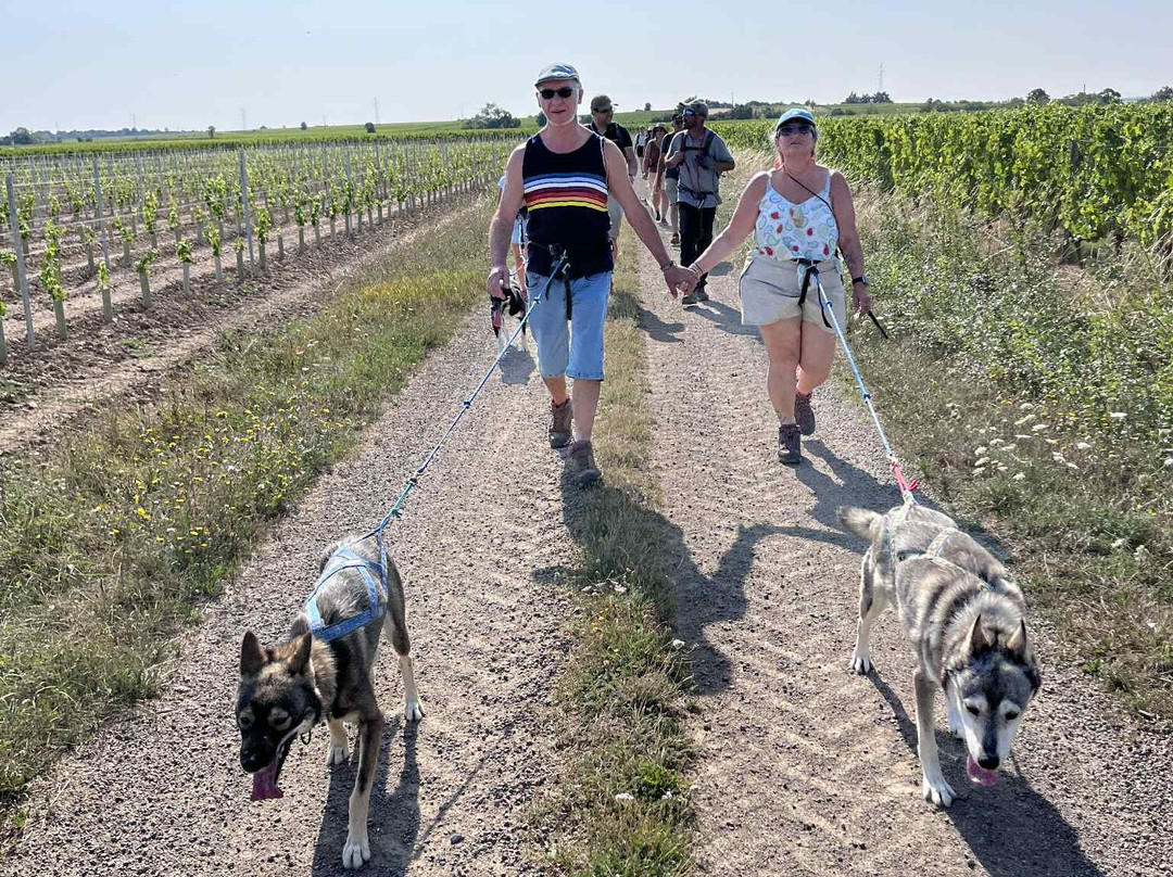 Domaine Bodineau-Les Verchers-sur-Layon必去景点