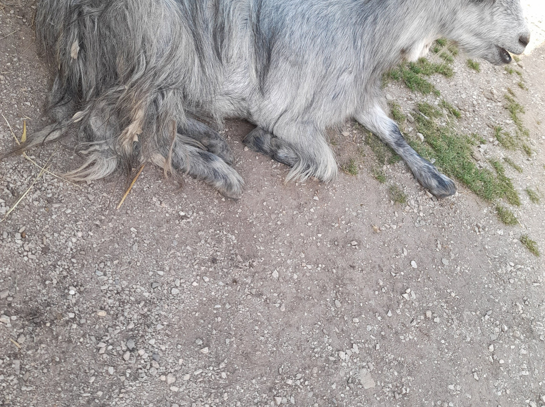 Fattoria Rainguthof-Tesimo必去景点