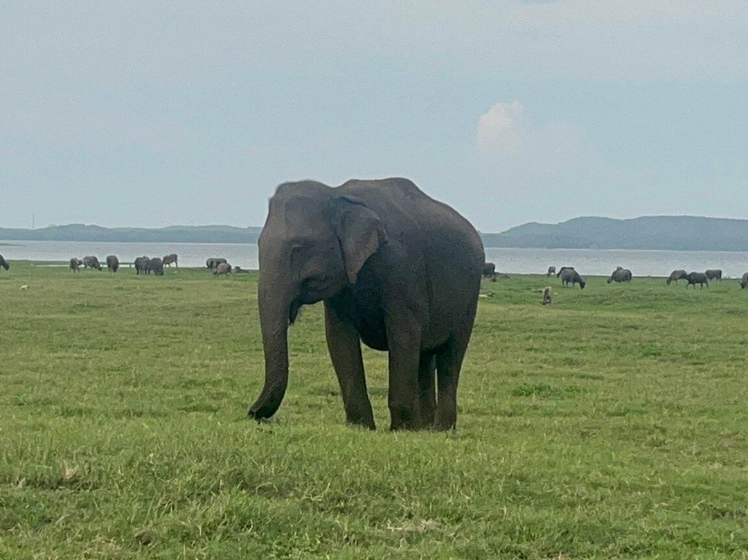 One Lanka Tours-尼甘布必去景点