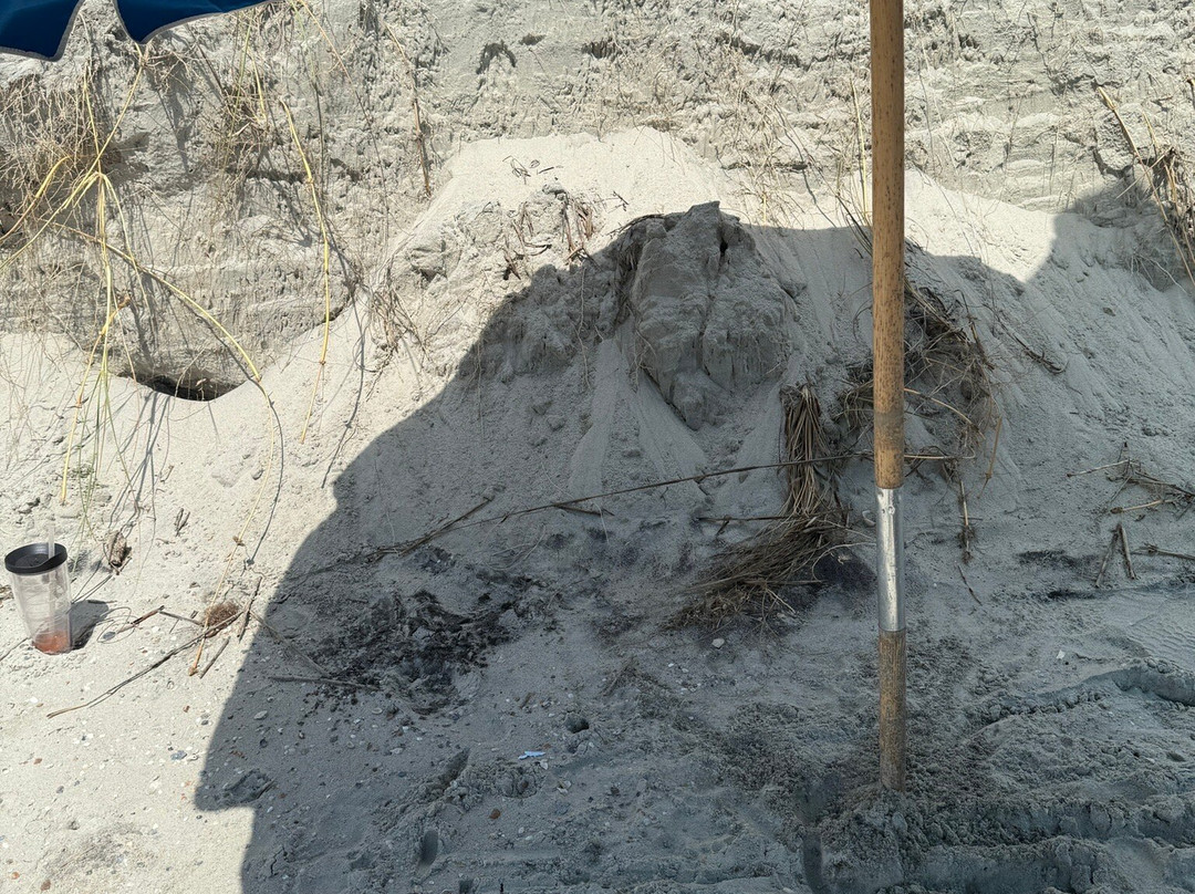 Isle of Palms Beach-棕榈岛必去景点