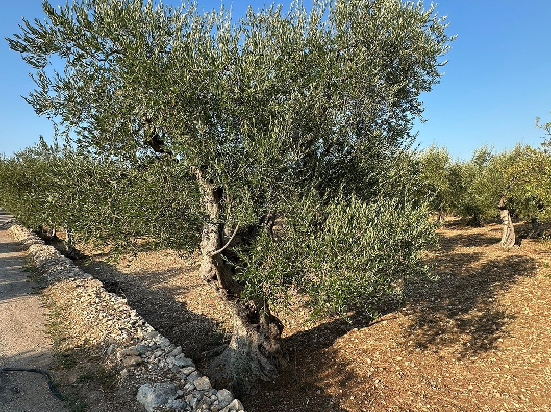 Chiesa di Ognissanti di Cuti-Valenzano必去景点