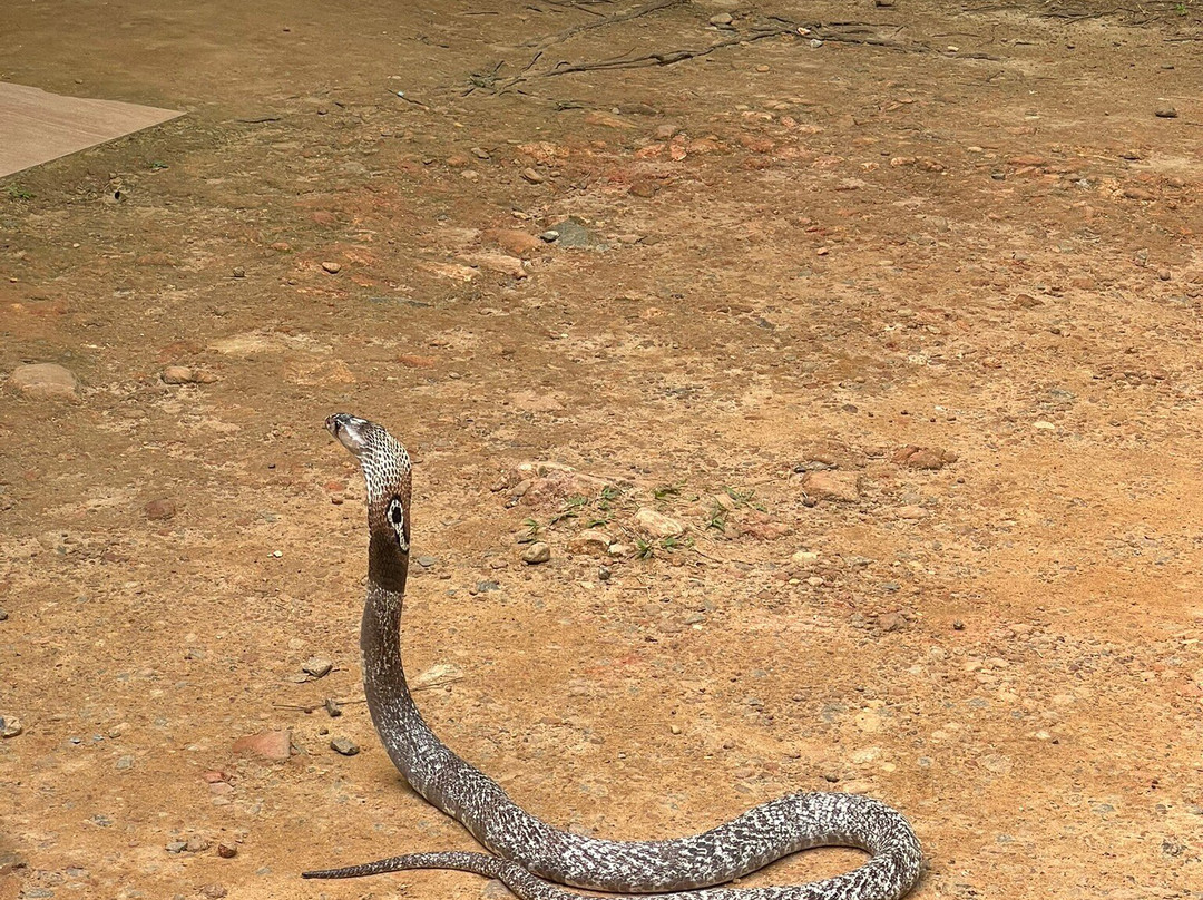 Snake Farm Weligama (Traditional Farm)-瓦勒迦玛必去景点