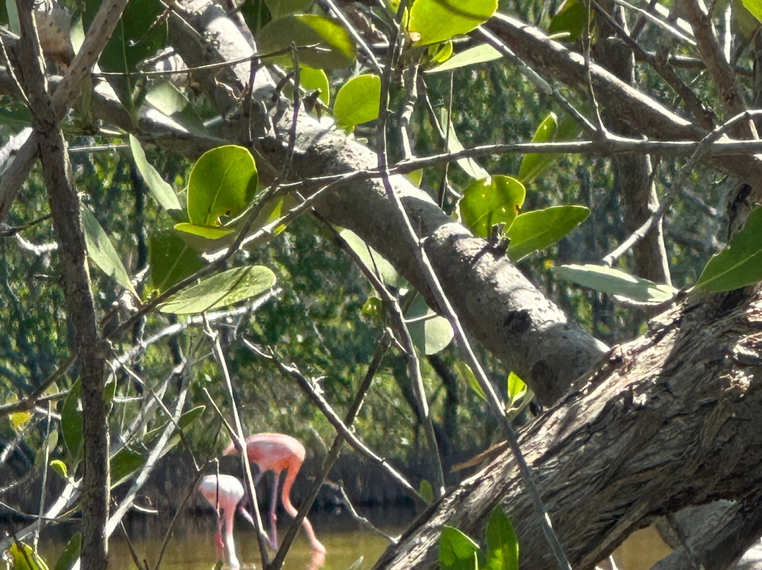Guardianes De Los Manglares De Dzinintún-塞莱斯顿必去景点