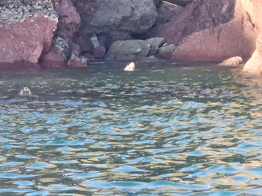 Ebony May Saundersfoot Charter Boat-桑德斯富特必去景点