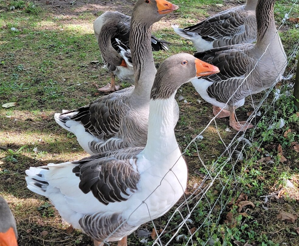 La Ferme de Turnac-Domme必去景点