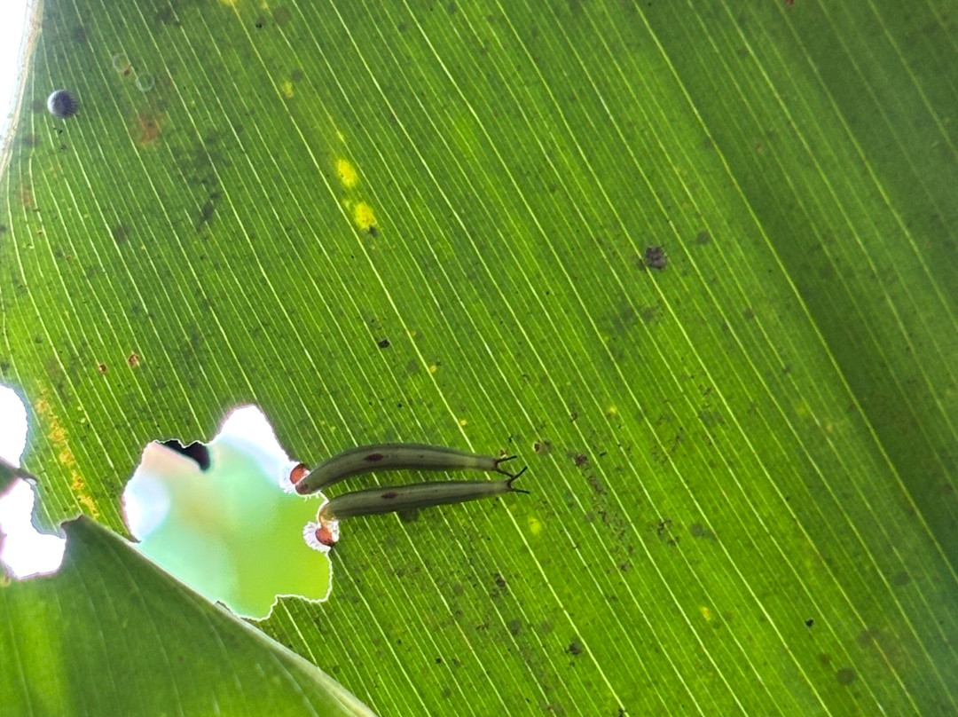 Royal Butterflies-哈科必去景点