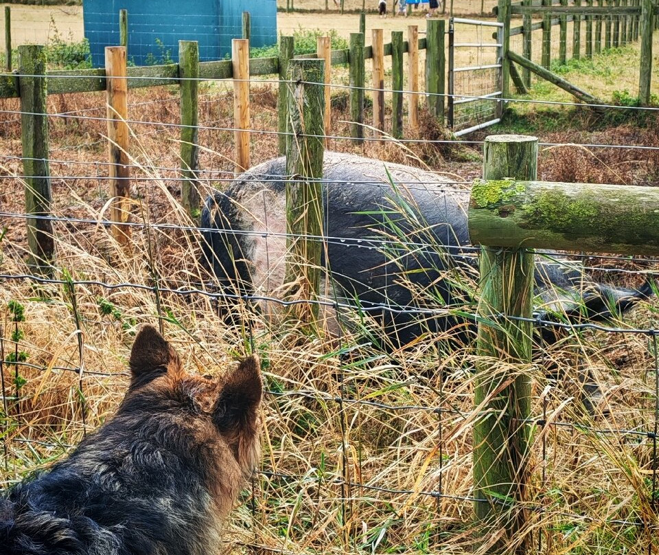 Cardigan Island Coastal Farm Park-Cardigan必去景点