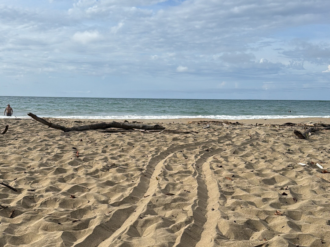 Surf Meds Caribe-Cocles必去景点