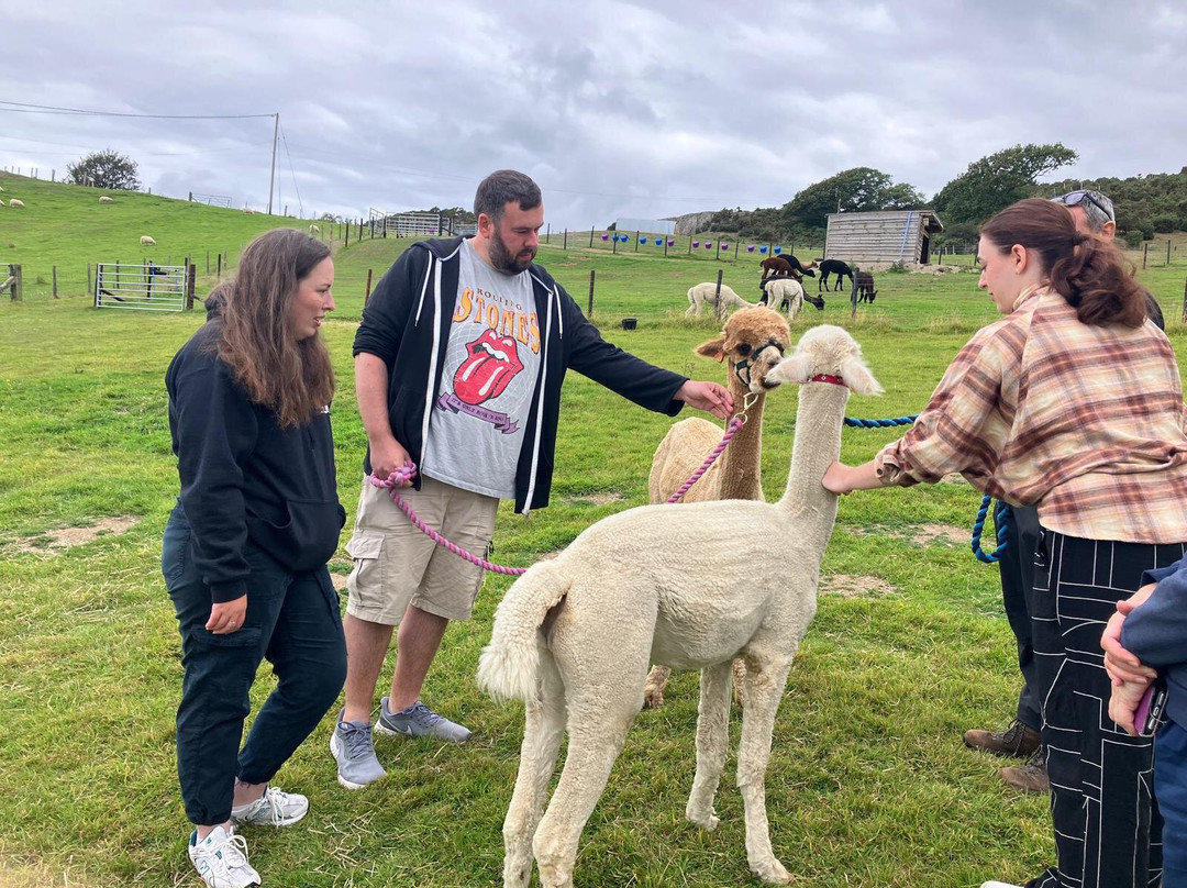Antur Alpaca At Geufron Farm