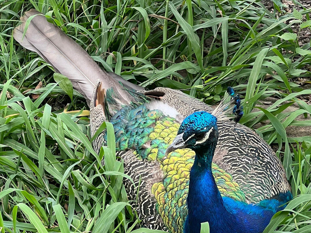 Chattanooga Zoo-查塔努加必去景点