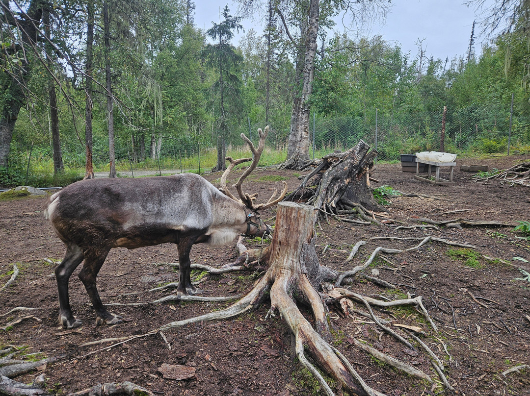 D & S Alaskan Trail Rides-塔尔基特纳必去景点