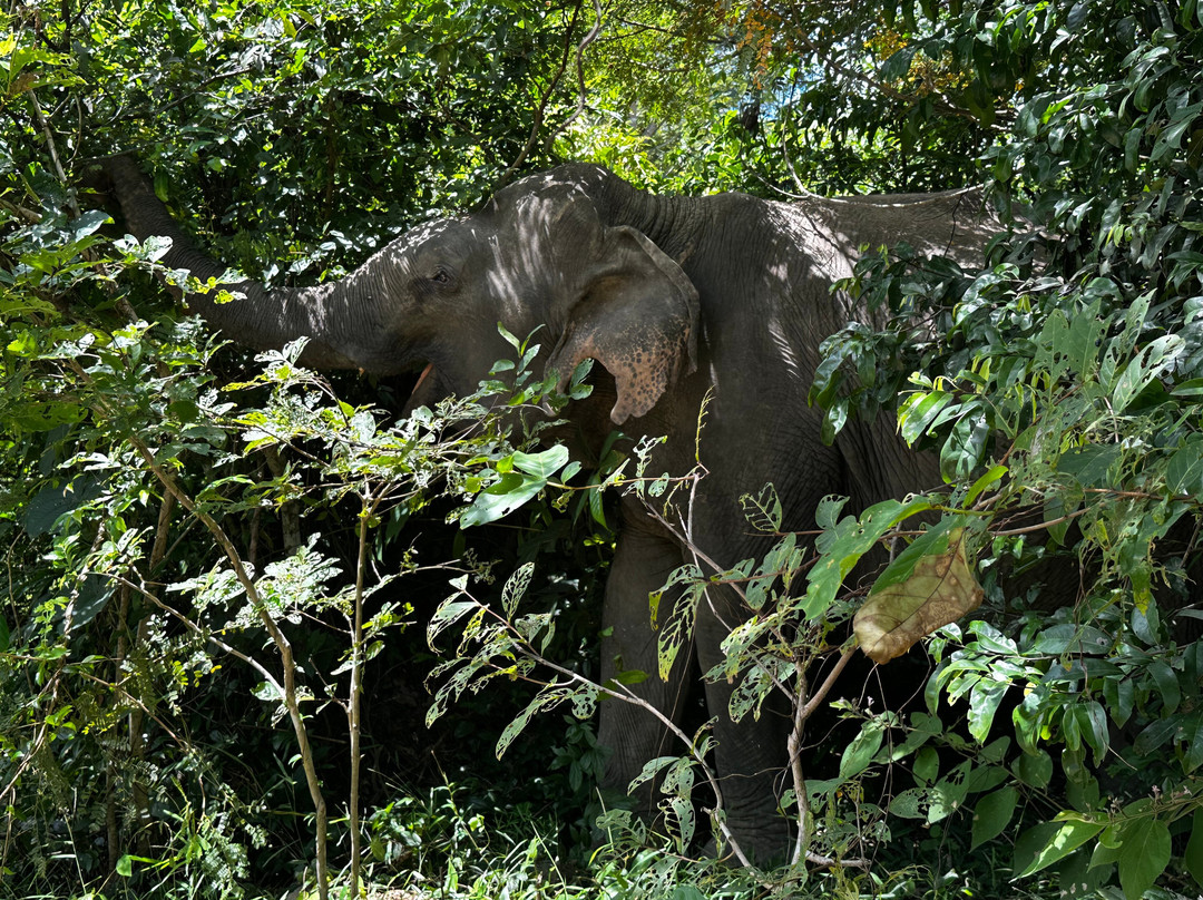 Kulen Elephant Forest-暹粒必去景点