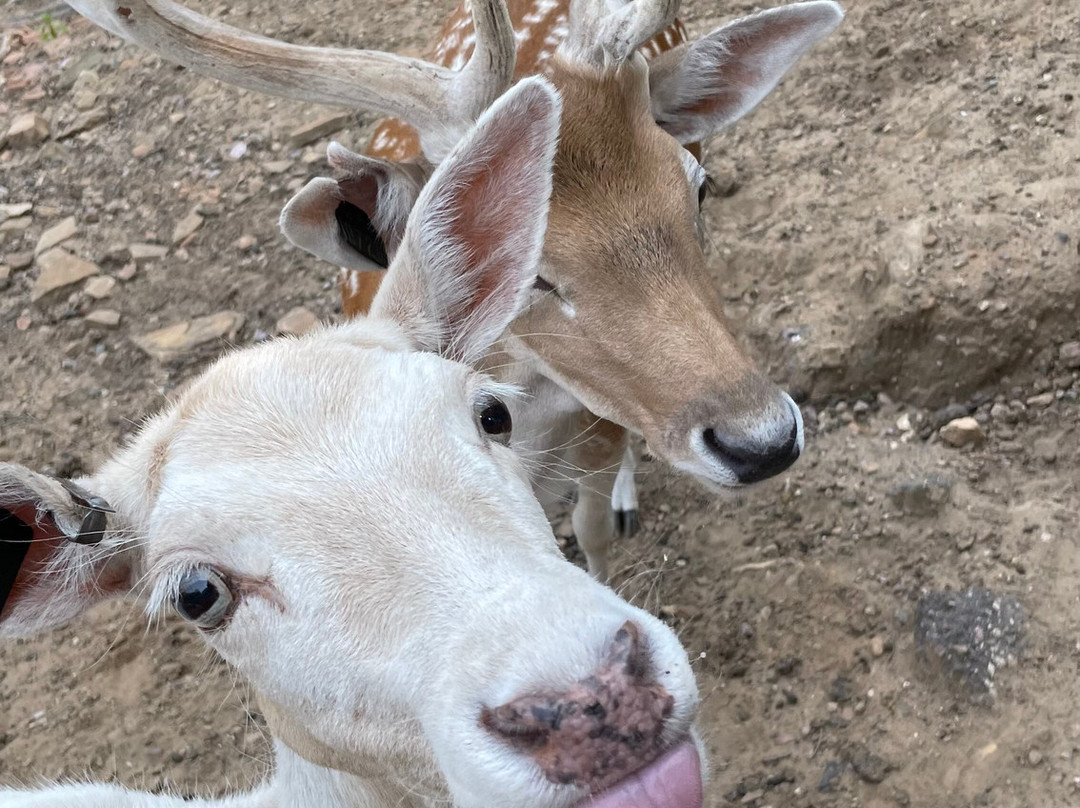Wisconsin Deer Park-威斯康星峡谷必去景点