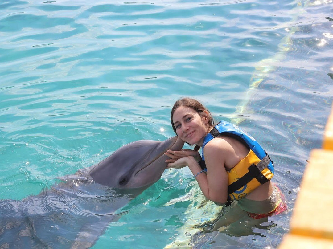 Dolphin Discovery Cozumel-考祖梅必去景点