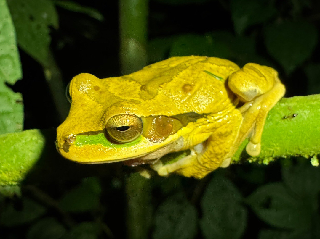 Alejandro Chaves Viquez Tour Guide-圣何塞必去景点