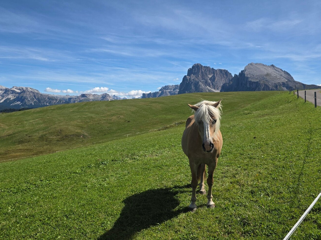 Seiser Alm - Alpe di Siusi-Alpe di Siusi必去景点