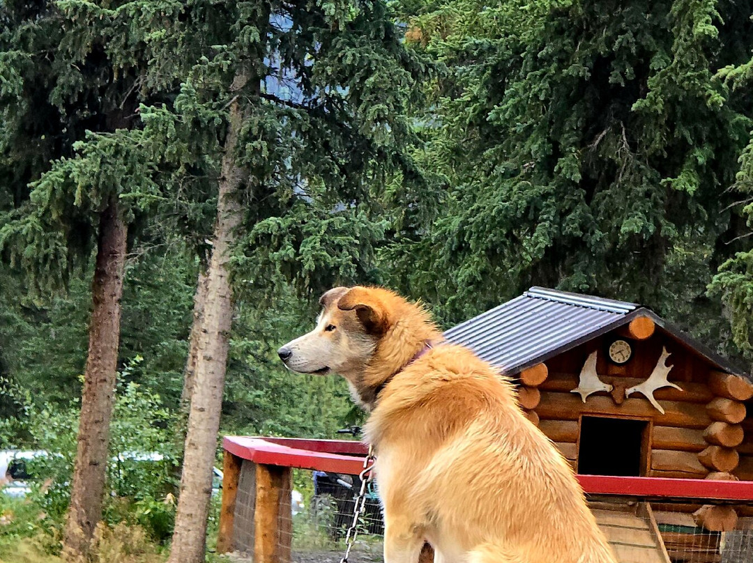 Husky Homestead-德纳利国家公园和自然保护区必去景点