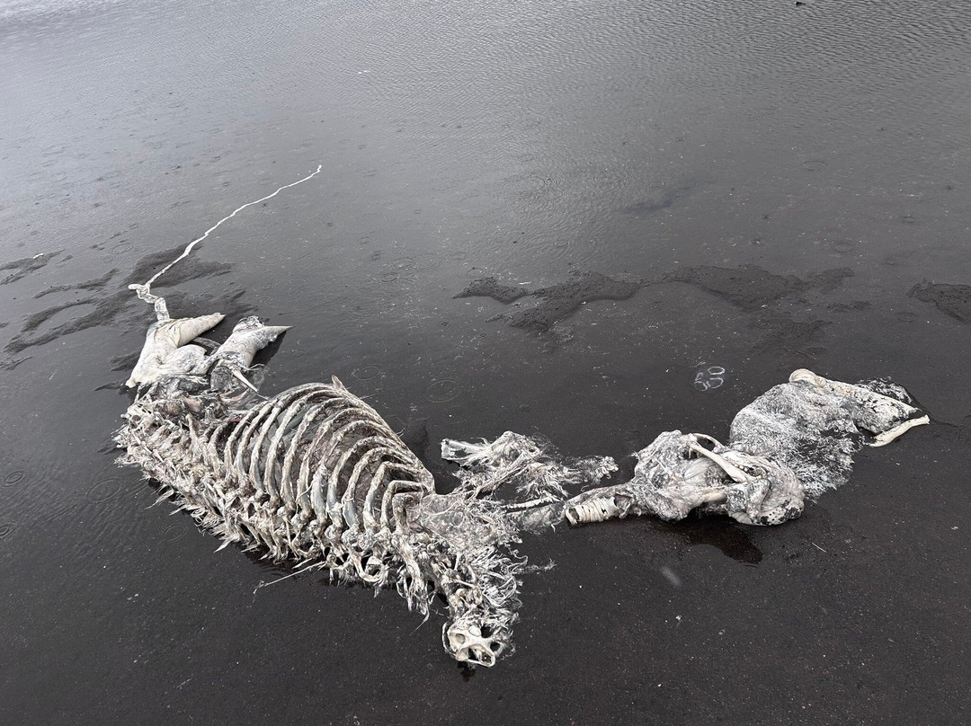 Glacier Paradise-Arnarstapi必去景点