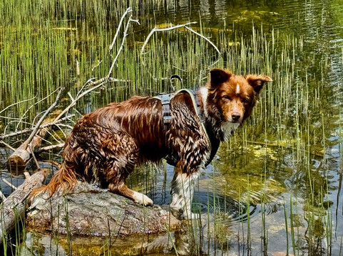 格斯族泊斯特费瑞酒店主图