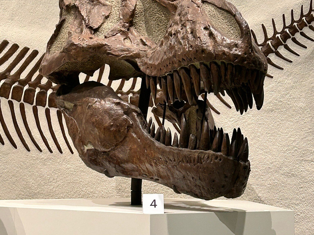 耶鲁大学皮博迪自然史博物馆-纽黑文必去景点