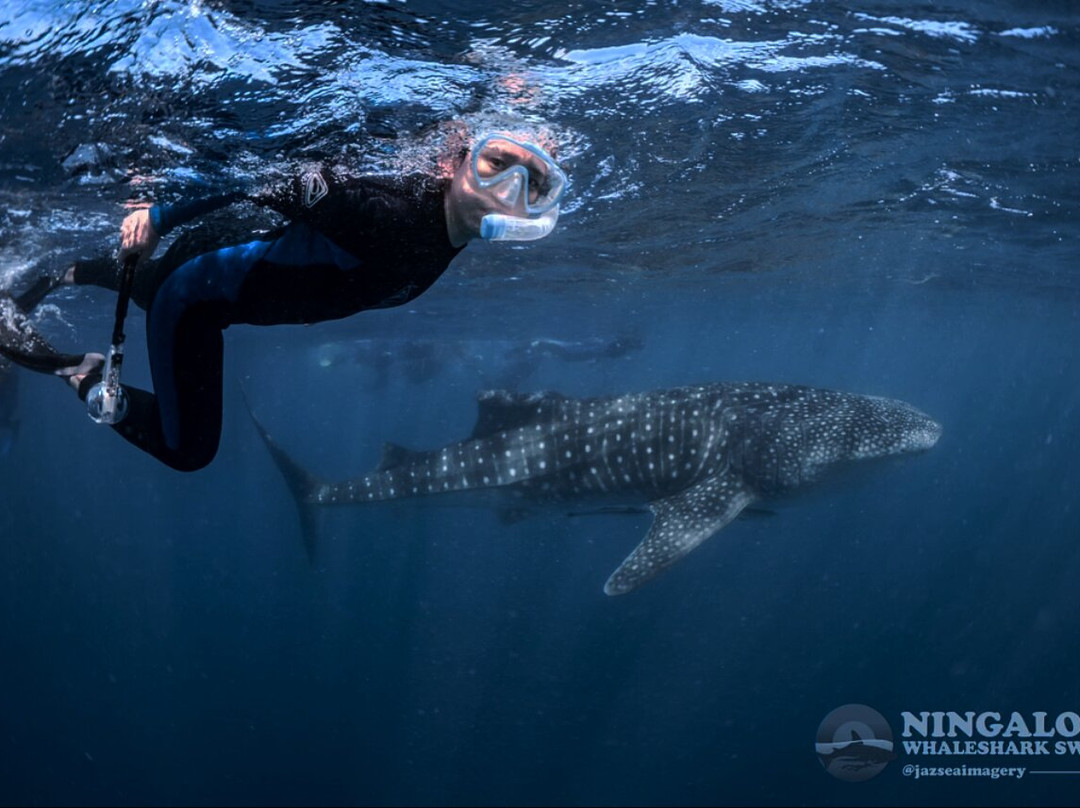Ningaloo Whaleshark Swim-埃克斯茅斯必去景点
