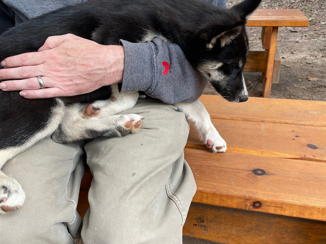 MIDOG - Michigan's Summer Sled Dog Center-Newberry必去景点