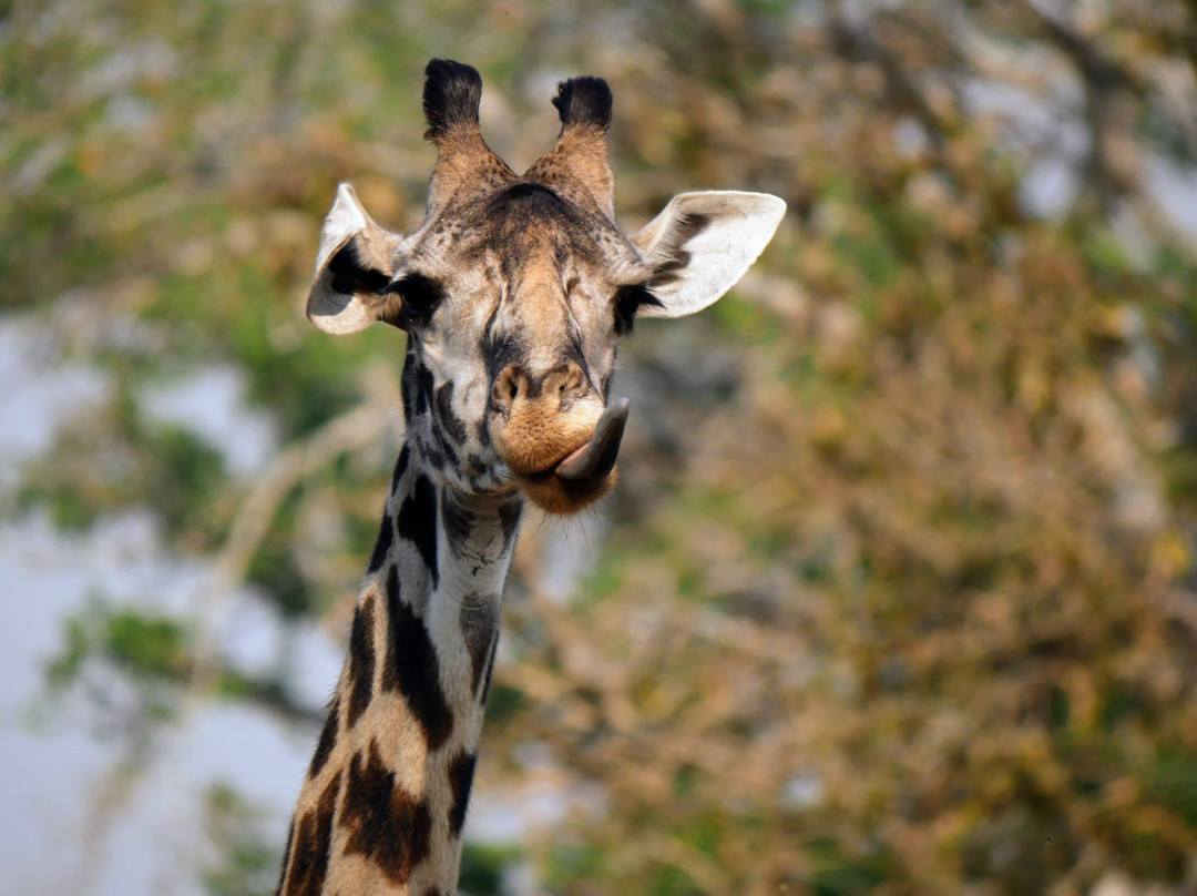 Nyika Discovery Ltd-阿鲁沙必去景点