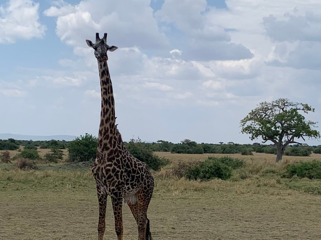 One-way Tours and Safaris-姆万扎必去景点