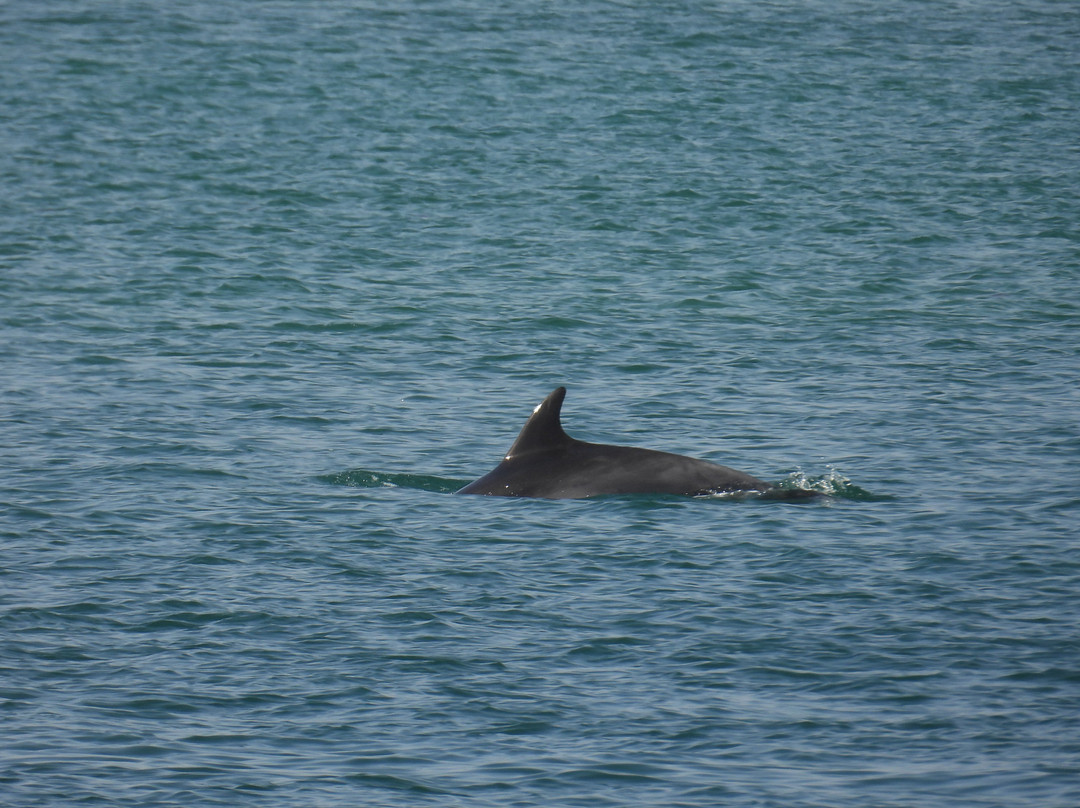 Sabino Boat Tours-奥良必去景点