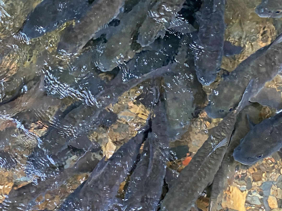 Si Phang Nga National Park-攀牙必去景点