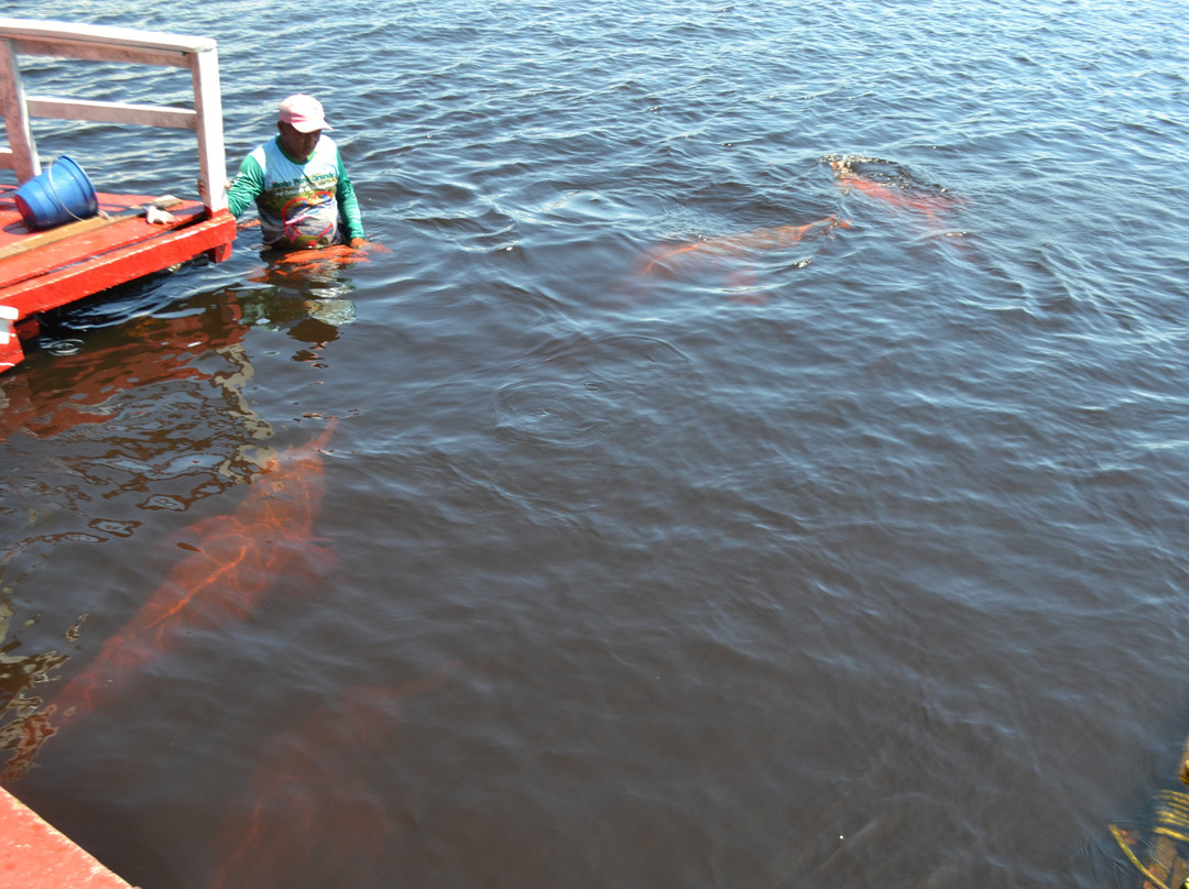 Pink Dolphins Floating Platform-Novo Airao必去景点