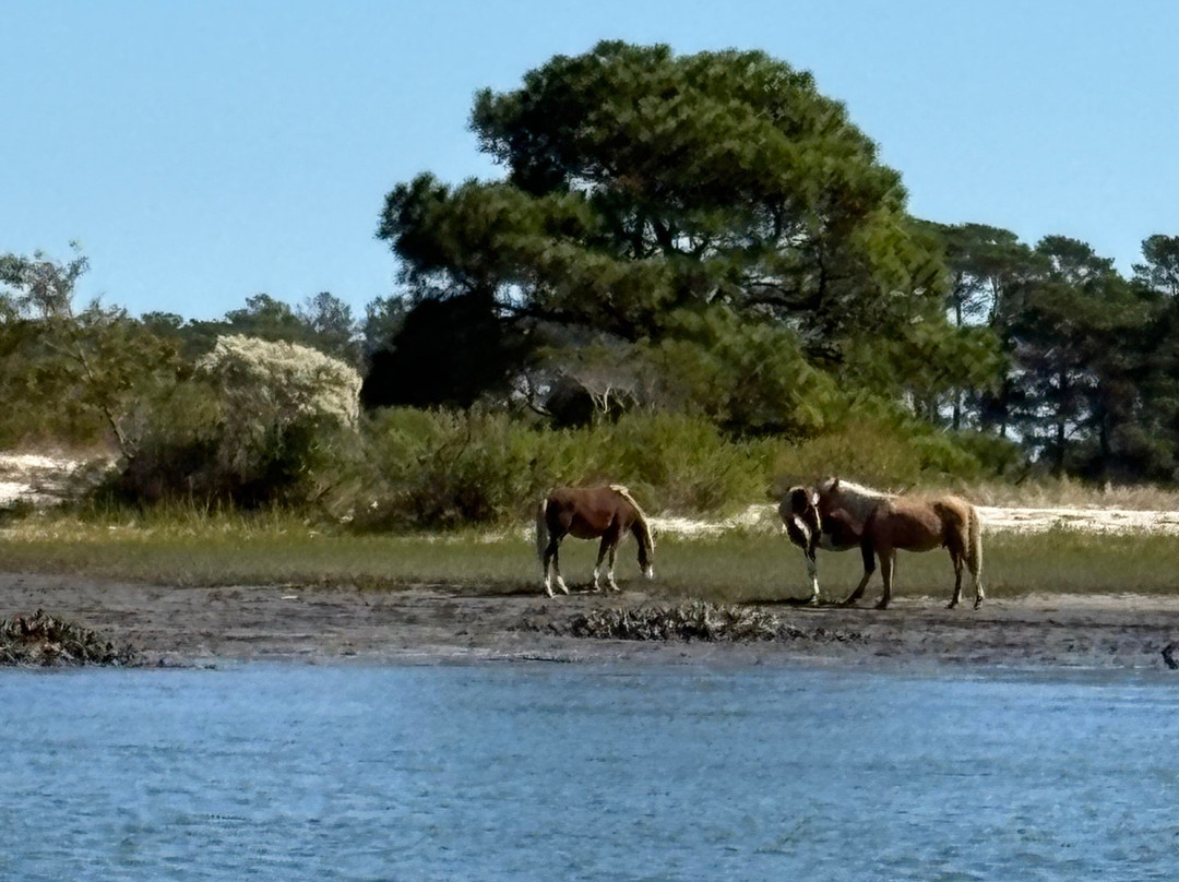 Riptide Pony Tours-Chincoteague必去景点