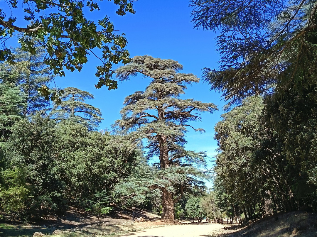 Saleh Boudaoud Official Guide-Azrou必去景点