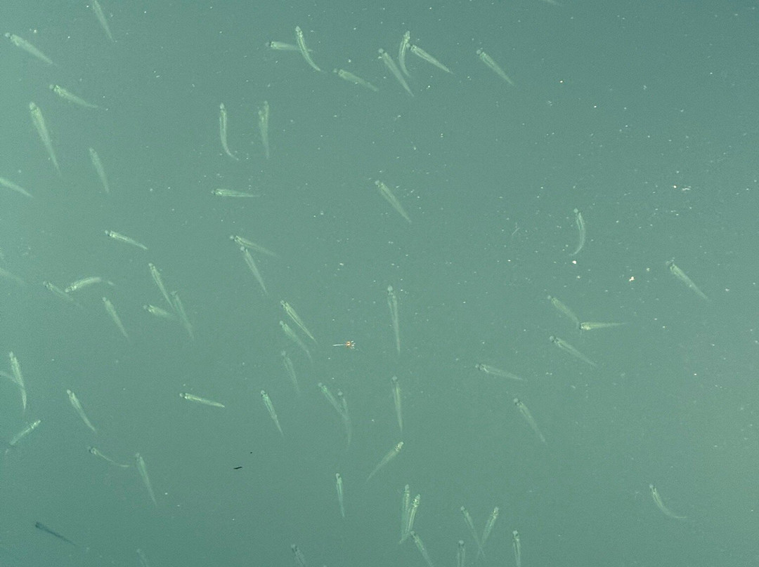 Pegasus Express-Messonghi必去景点