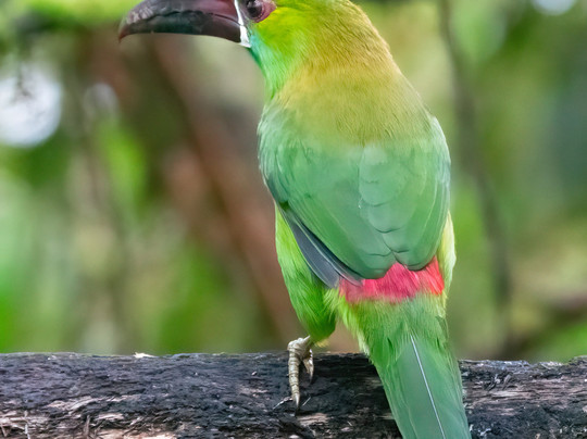 Llamingo Travel-基多必去景点