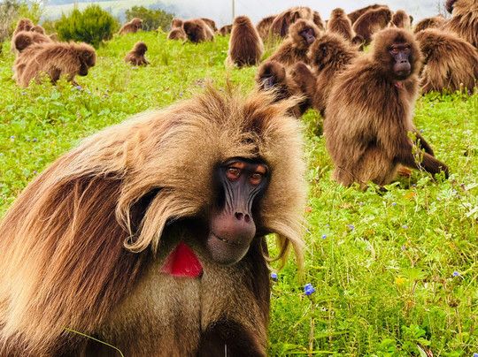 Panoramic Simiens-贡德尔必去景点