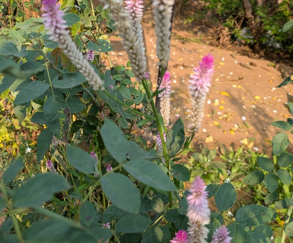 The Pugmark Resort主图