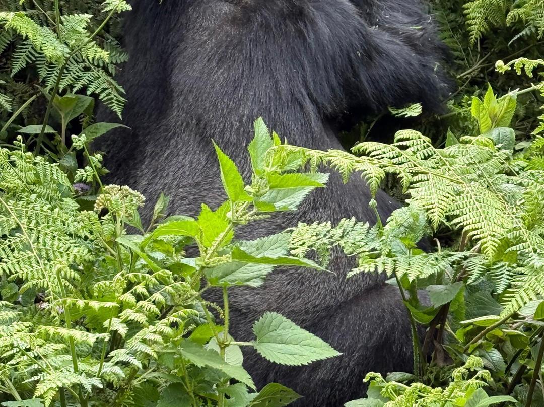 Yala Safaris Uganda-坎帕拉必去景点