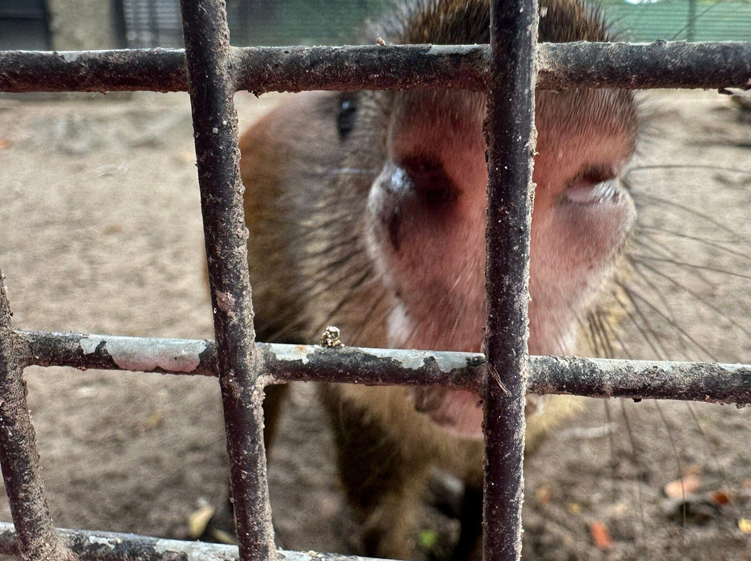 Guyana Zoological Park-乔治城必去景点