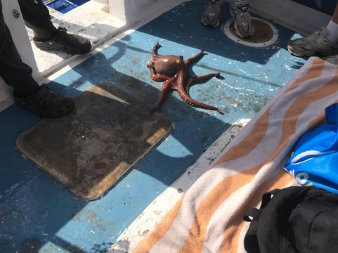 Pepe Boat Fishing Lanzarote-卡拉罗港口必去景点