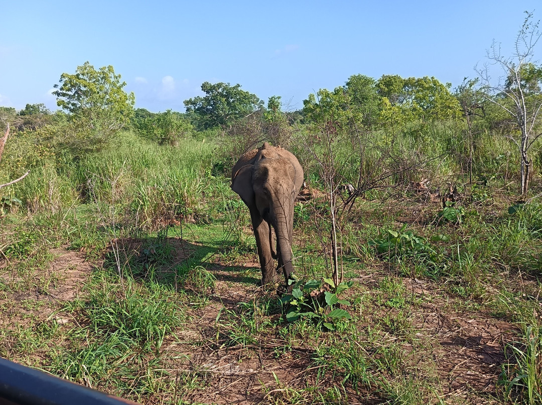 Safari With Asanka-锡吉里亚必去景点