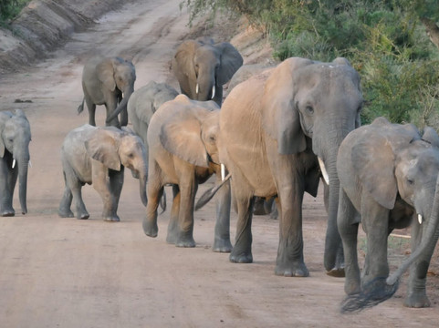 Friendly Gorillas-坎帕拉必去景点