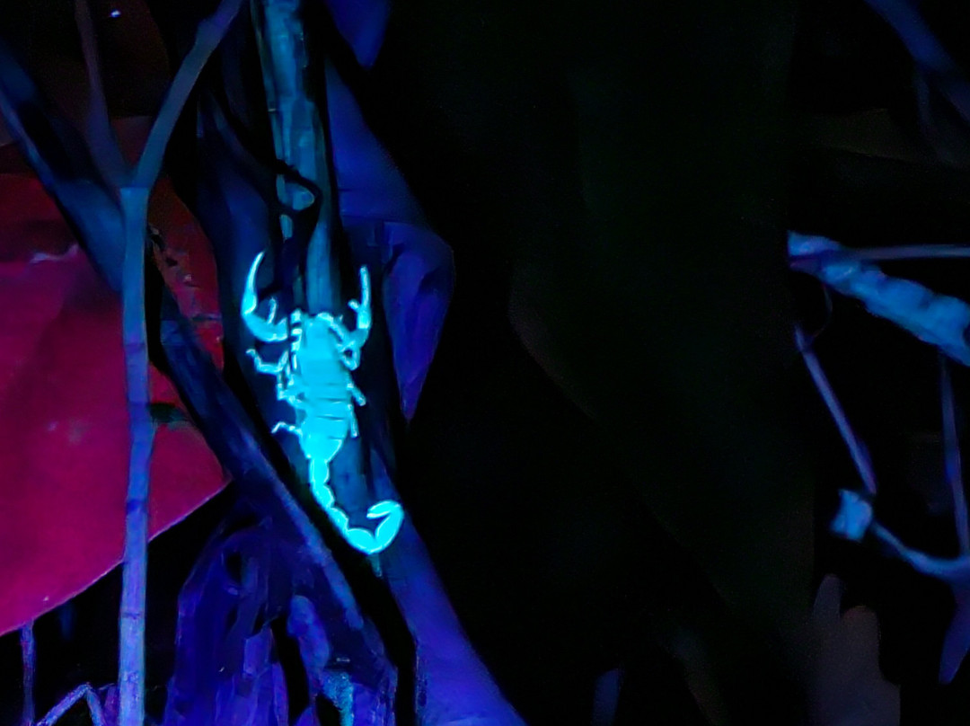 Jungle Night Walk-卡维塔必去景点