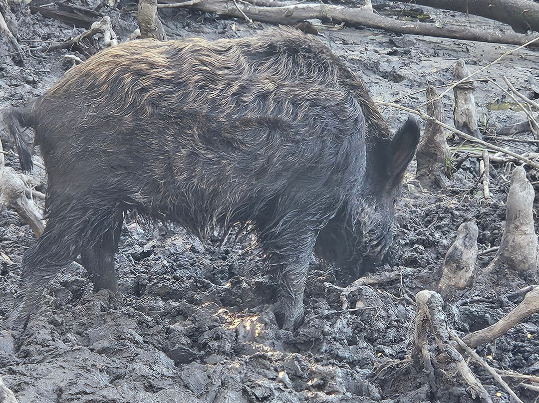 Cajun Pride Swamp Tours-LaPlace必去景点