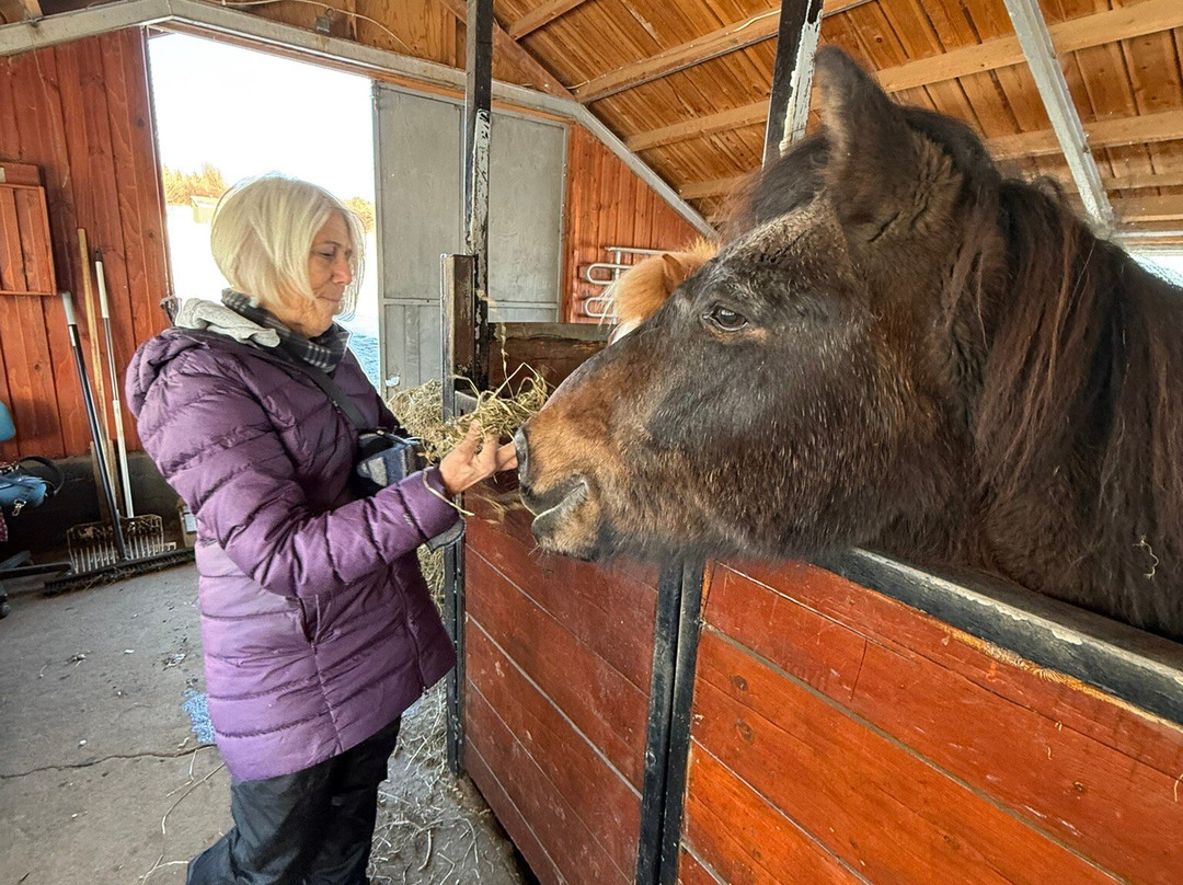 Sturlureykir Horses/Visiting HorseFarm-Reykholt必去景点