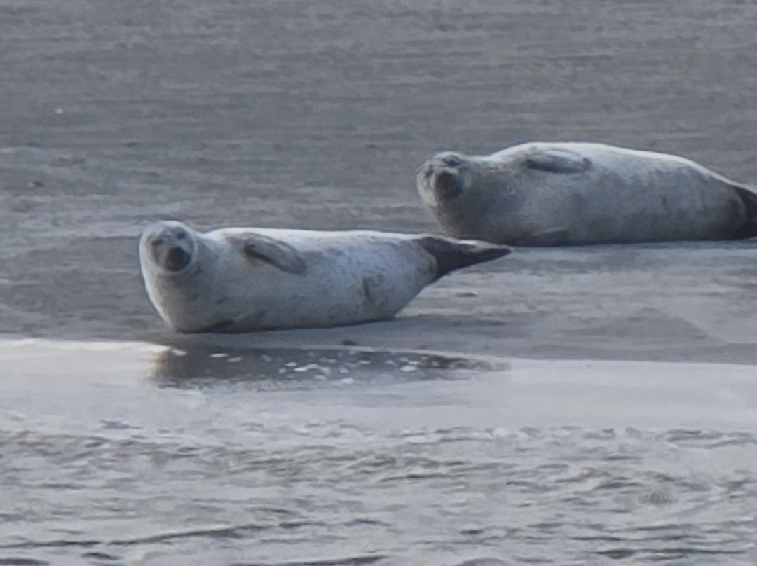 Zeehond Robbentocht-Nes必去景点